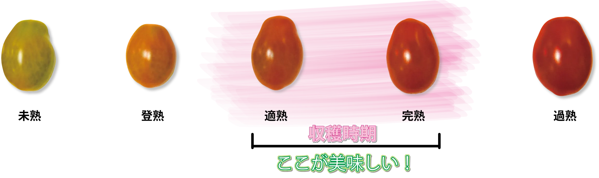 ソバージュ栽培