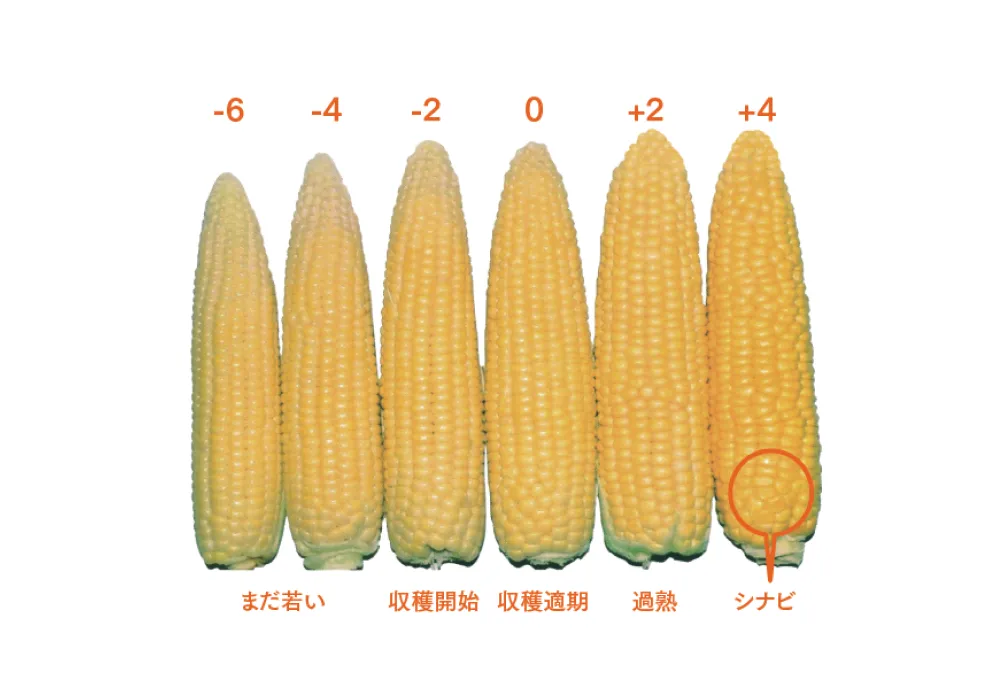 収穫適期