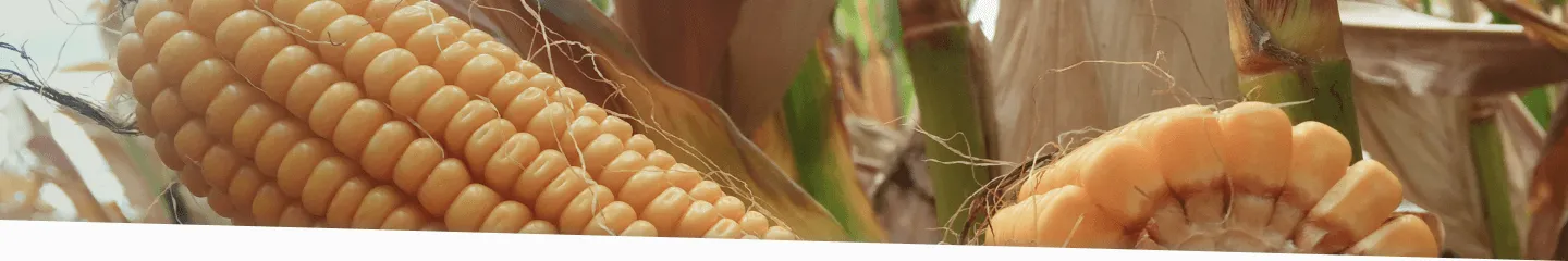 ファーストビュー