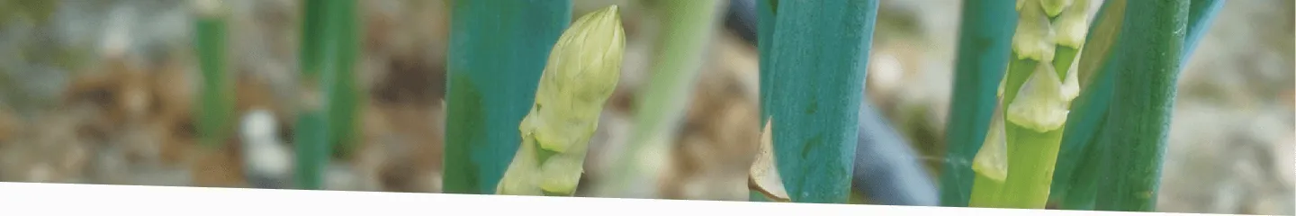 ファーストビュー