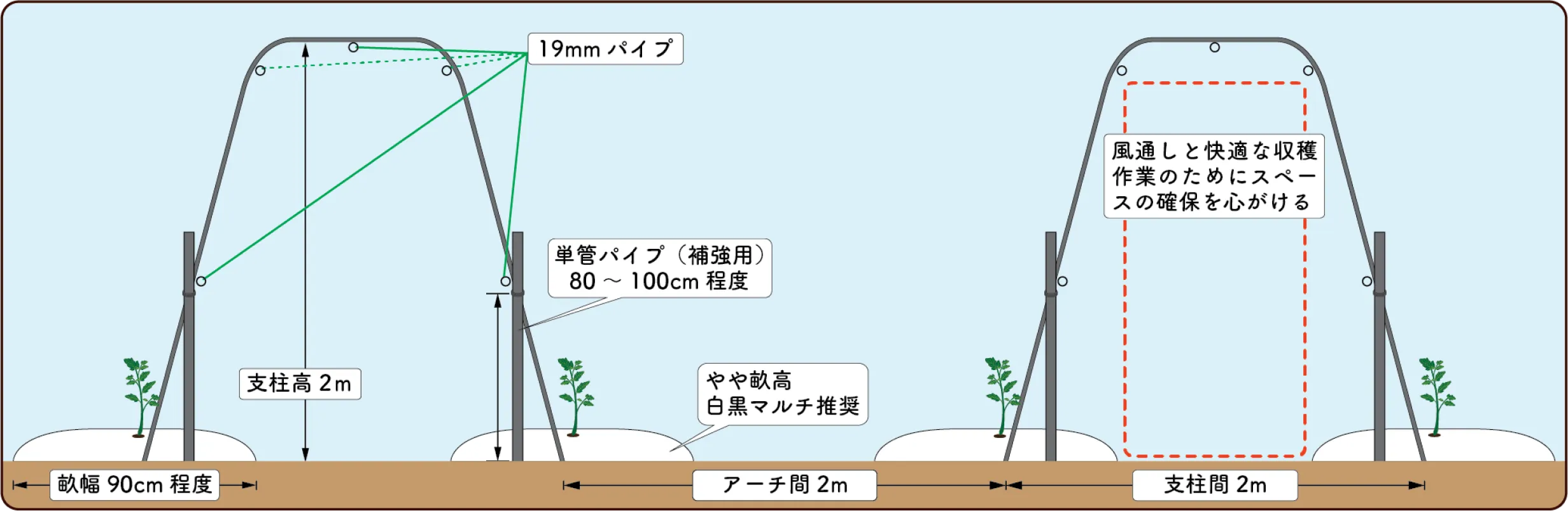ソバージュ栽培