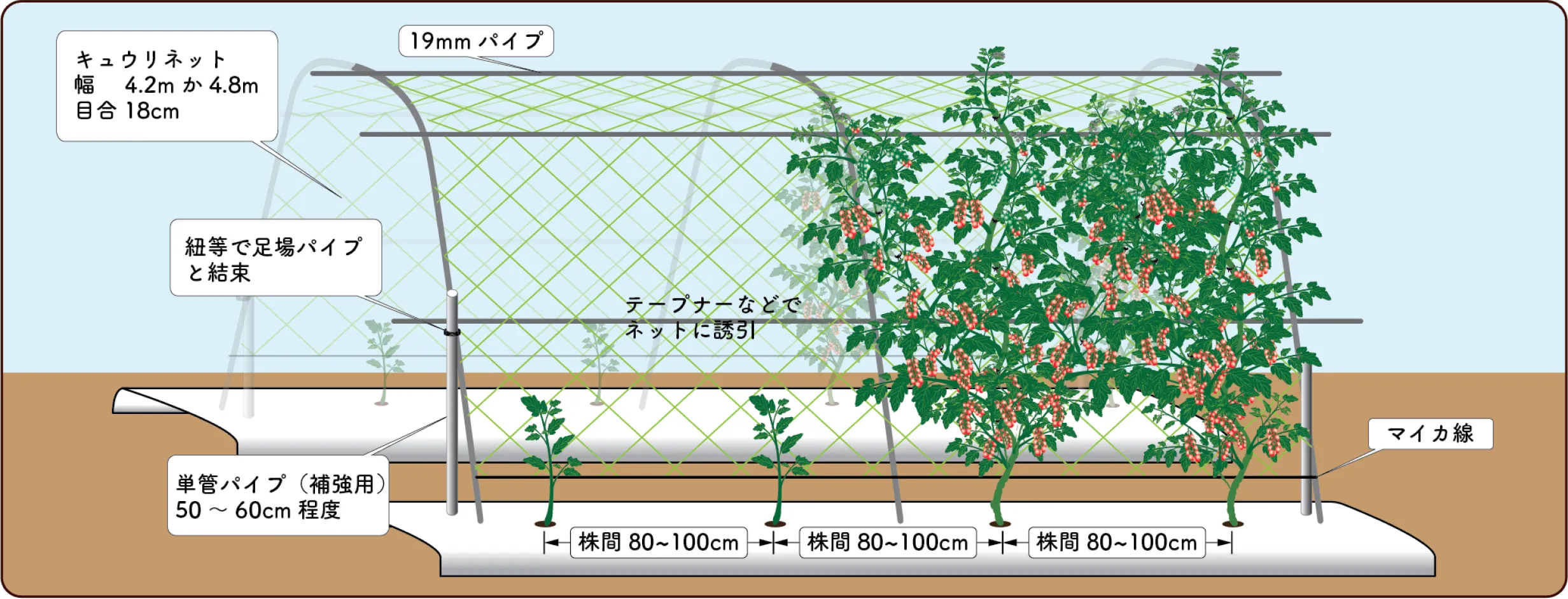 ソバージュ栽培