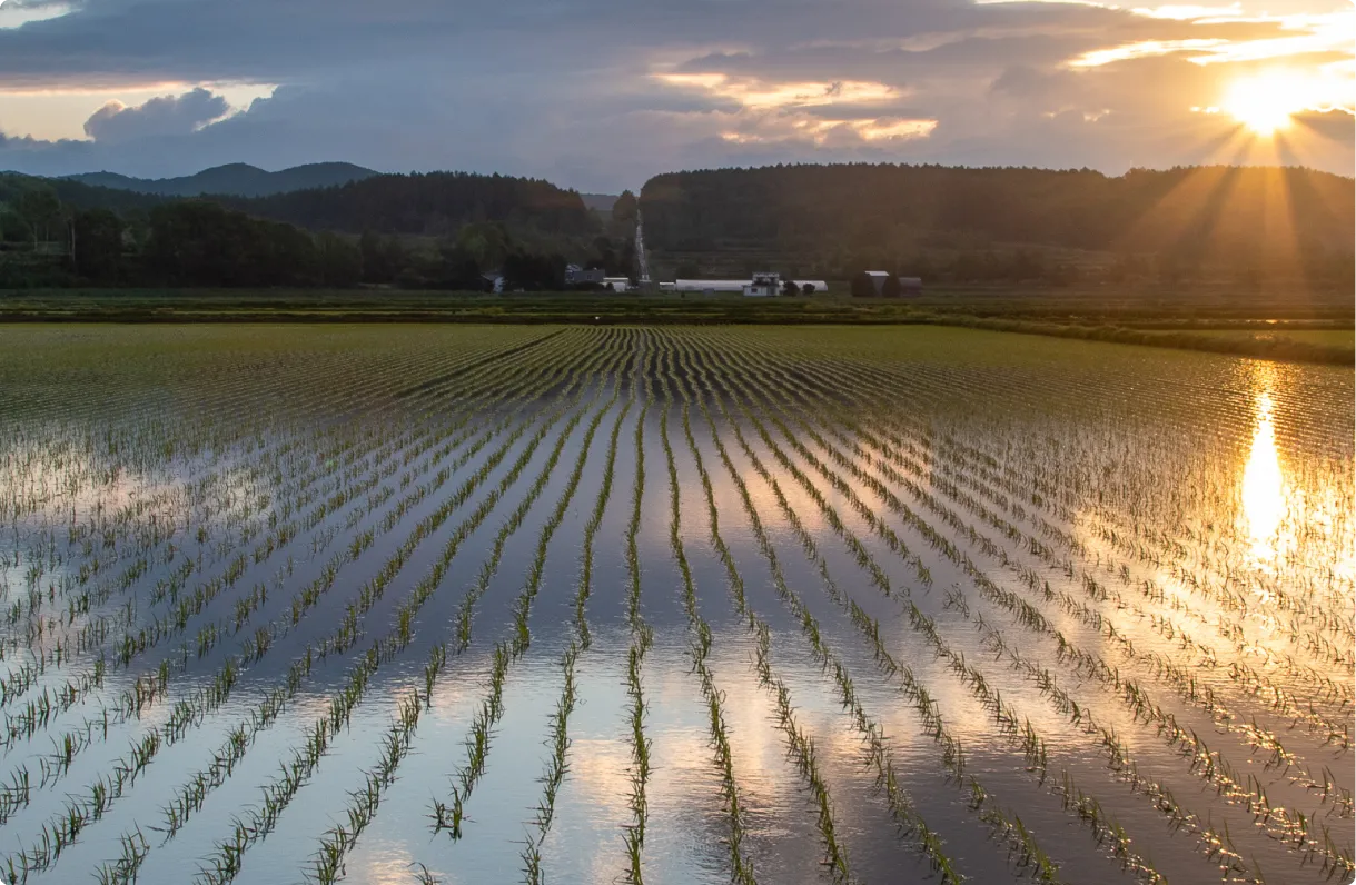 RICE PADDY INNOVATION